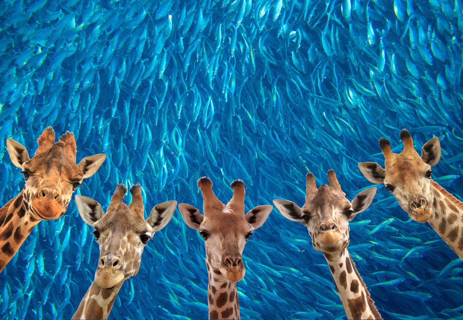 quadro giraffe e sardine